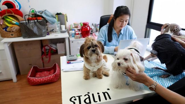 Bawa Hewan Peliharaan ke Kantor jadi Tren di Thailand