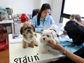 Bawa Hewan Peliharaan ke Kantor jadi Tren di Thailand