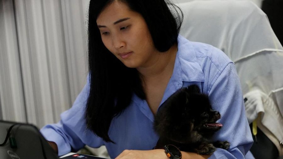 anjing ikut ngantor