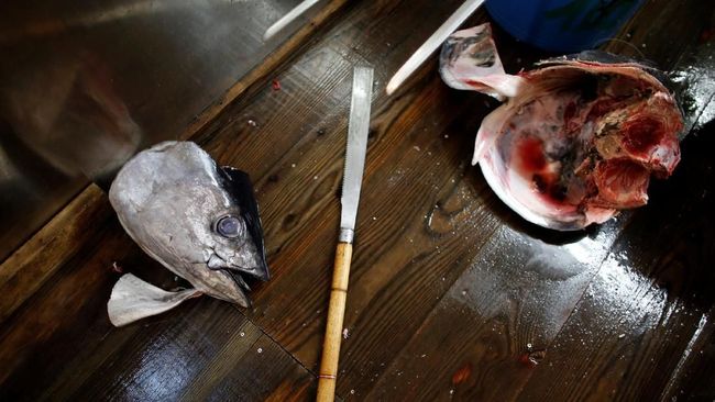 9 Ikan yang Sering Dikonsumsi Warga RI Ini Mengandung Merkuri Tinggi