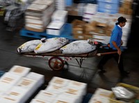 Jepang Anak Emaskan Tuna Thailand, RI Minta Diskon Bea Masuk