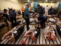 Kisah Pilu Pelelangan Tuna Terakhir di Pasar Tsukiji