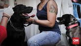 Pemasangan microchip sekaligus vaksinasi dilakukan sebagai pendataan identitas hewan dan status kesehatan. Chip berukuran seperti biji beras tersebut disuntikkan ke leher belakang, tepatnya di bawah kulit. (CNNIndonesia/Safir Makki)