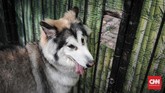 Pada tahun 2019, para pemilik dan breeder anjing di DKI Jakarta diwajibkan memasang microchip pada anjing. (CNNIndonesia/Safir Makki)