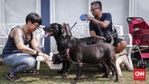 Penyayang anjing menunggu giliran pemasangan microchip untuk anjing dan kepemilikan hewan yang bertanggung jawab. pemasangan microchip bertujuan mendata dan memberikan identitas hewan serta memudahkan pengecekan status kesehatan hewan.(CNNIndonesia/Safir Makki)