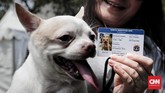 Data anjing akan masuk dalam pangkalan data Dinas KPKP DKI Jakarta. Tidak sampai 5 menit pemilik sudah mendapatkan kartu identitas dan kartu keterangan kesehatan, tergantung ketenangan hewan. Kemudian hewan diperbolehkan bisa pulang.(CNNIndonesia/Safir Makki)