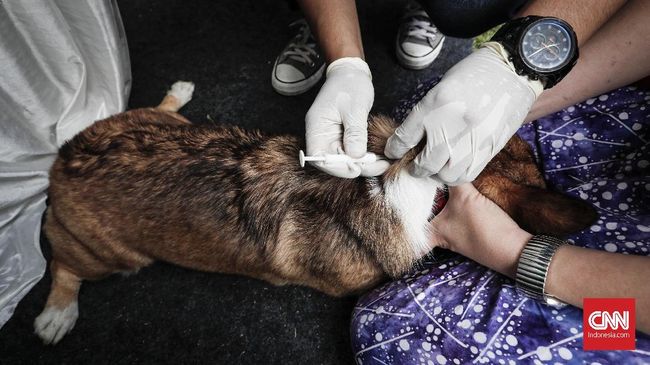 825 Warga Ntb Digigit Anjing 6 Meninggal 32 Positif Rabies