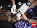 825 Warga NTB Digigit Anjing, 6 Meninggal, 32 Positif Rabies