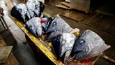 Sabtu itu, tuna sirip biru yang lezat dan berdaging tebal--sebagai salah satu spesies terancam--terjual dengan harga 4,4 juta yen atau setara dengan Rp591 juta. (REUTERS/Issei Kato)