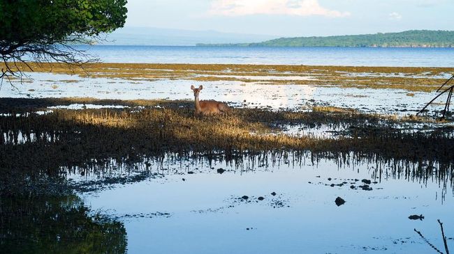 Memanfaatkan Kawasan Tn Bali Barat Untuk Ekowisata Memanfaatkan Kawasan Tn Bali Barat Untuk Ekowisata
