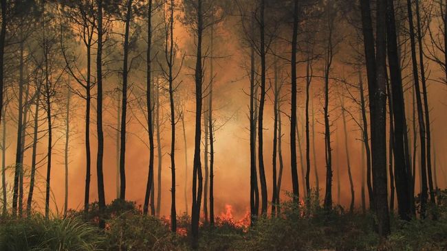 Tengkorak Dan Tulang Belulang Perempuan Ditemukan Di Hutan