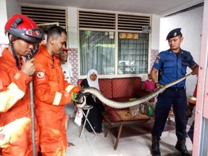 Ini yang Harus Dilakukan Jika Ada Ular di Dalam Rumah