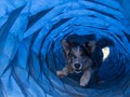 Studi: Anjing Bisa 'Lacak' Penyakit Malaria