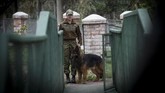 Anjing disebut-sebut sebagai salah satu hewan 'cerdas'. Dengan kecerdasannya, anjing kerap membantu aparat kepolisian dalam bertugas. (Photo by Martin BERNETTI/AFP)