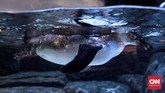 Salah satu satwa yang menarik adalah Penguin jenis Haumboldt Sub-Tropis. Pinguin ini merupakan generasi ketiga yang berhasil dikembangbiakan oleh Taman Safari Indonesia.
