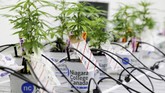 Langkah itu dinilai akan menjauhkan ganja dari pengguna di bawah umur dan mengurangi dampak negatif yang ditimbulkan. (REUTERS/Carlos Osorio)
