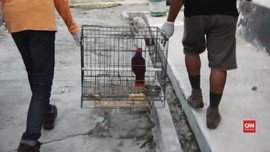 VIDEO: Satwa Langka dari Kawasan Bencana Palu Dievakuasi