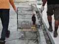 VIDEO: Satwa Langka dari Kawasan Bencana Palu Dievakuasi