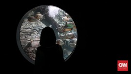 Bertemu Piranha di Barat Jakarta