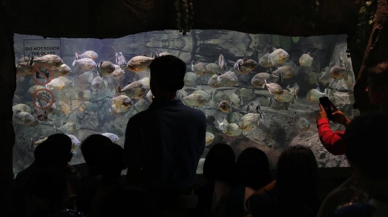 Jakarta Aquarium memiliki 12 zona yang menjadi tempat tinggal bagi sekitar 600 jenis spesies, mulai dari mamalia, ikan, reptil, hingga serangga.