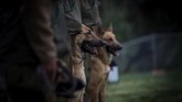 Sebanyak 200 anjing diasah di Sekolah Anjing Kepolisian Chili. Dan, sebanyak 20 di antaranya telah lulus pada tahun 2018. (Photo by Martin BERNETTI/AFP)