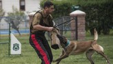 Anjing-anjing itu dilatih untuk hal-hal spesifik, mulai dari kemampuan mengendus obat-obat terlarang, mendeteksi bom, dan menjaga perbatasan. (Photo by Martin BERNETTI/AFP)