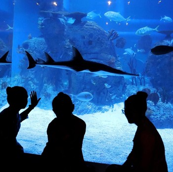 Melihat Kekayaan Biota Laut di Jakarta Aquarium