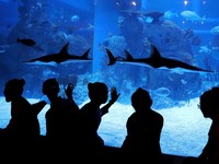 Melihat Kekayaan Biota Laut di Jakarta Aquarium