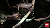 Tak hanya hewan laut, Iguana juga menjadi koleksi di Jakarta Aquarium. Total ada lebih 600 jenis satwa Mamalia, Reptil, Serangga dan beragam jenis ikan laut Indonesia yang menjadi koleksi Jakarta Aquarium.