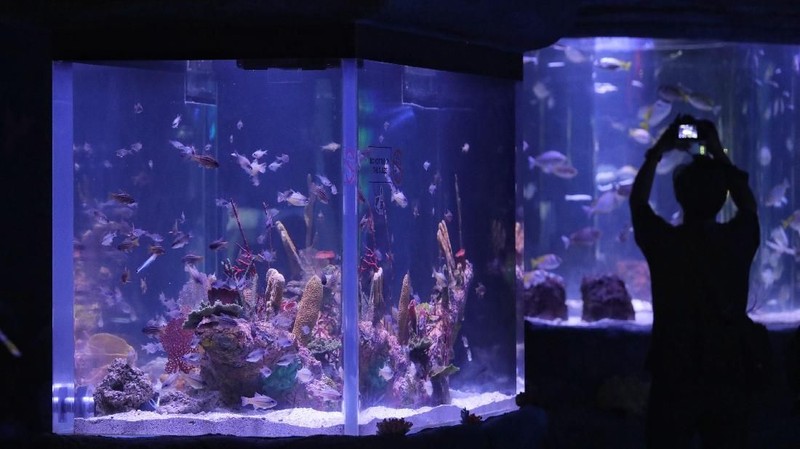 Jakarta Aquarium memiliki 12 zona yang menjadi tempat tinggal bagi sekitar 600 jenis spesies, mulai dari mamalia, ikan, reptil, hingga serangga.