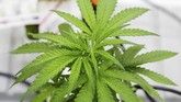 Kanada resmi menjadi negara yang melegalkan kepemilikan dan konsumsi ganja rekreasional. (REUTERS/Carlos Osorio)