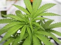 Tanam Ganja di Apartemen, WN Amerika Ditangkap