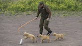 Kepolisian Chili membentuk sekolah khusus untuk melatih kemampuan anjing sejak dini. (Photo by Martin BERNETTI/AFP)