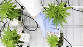 Di sana terdapat 50 bibit ganja yang akan dipelajari siswa. Mereka akan menanam, merawat, menguji kandungan kimia, dan memanennya. (REUTERS/Carlos Osorio)