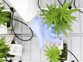 Selandia Baru Berencana Legalkan Ganja pada 2020