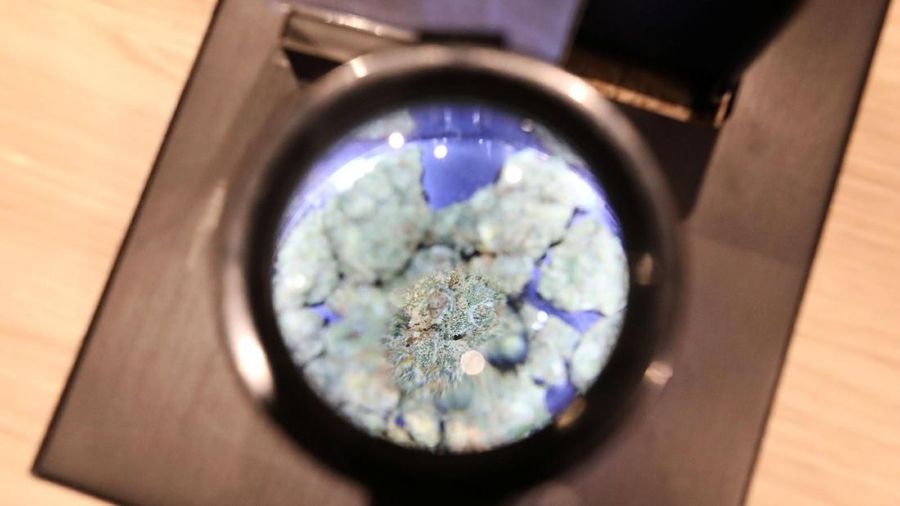 Kanada menjadi negara kedua setelah Uruguay yang melegalkan ganja