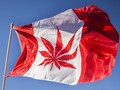 Resmikan Ganja, Warga Kanada Antre Beli Ganja Sejak Dini Hari