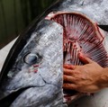 10 Ikan Laut Ini Mengandung Merkuri Tinggi, Sudah Tahu Belum?