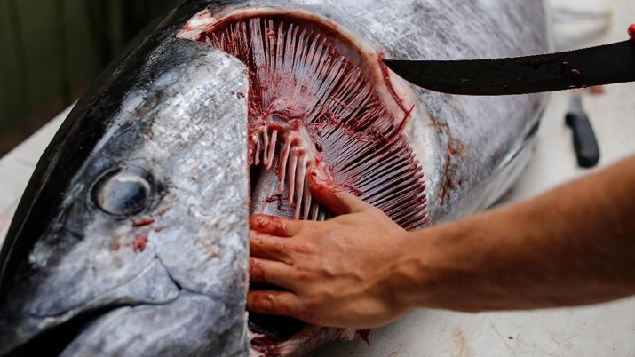 Ryder Devoe, 19, begins to clean the 200-pound Pacific bluefin tuna he spear fished off the coast of San Diego, California, U.S. September 6, 2018. Picture taken September 6, 2018. REUTERS/Mike Blake