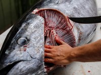 10 Ikan Laut Ini Mengandung Merkuri Tinggi, Sudah Tahu Belum?
