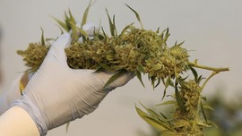 'Hadiah' Tahun Baru, Thailand Sepakat ganja Legal Jadi Obat