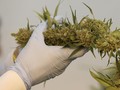 'Hadiah' Tahun Baru, Thailand Sepakat ganja Legal Jadi Obat