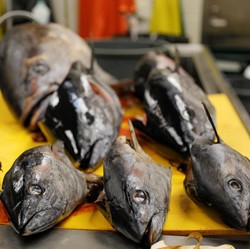 RI Tangkap Tuna Pakai Cara Tradisional, Ternyata Ini Alasannya