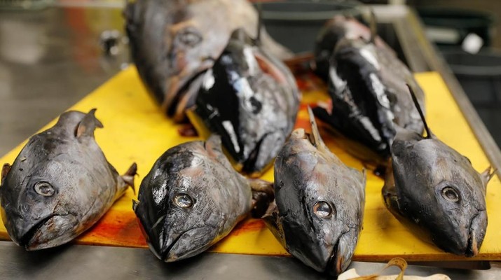 Pacific bluefin tuna heads sit waiting to be autopsied by NOAA biologists at their facilities in Jolla, California, U.S. October 3, 2018. Picture taken October 3, 2018. REUTERS/Mike Blake