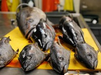 RI Tangkap Tuna Pakai Cara Tradisional, Ternyata Ini Alasannya