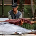 Ryder Devoe, 19, cleans and filets the 200-pound Pacific bluefin tuna he spearfished off the coast of San Diego, California, U.S. September 6, 2018. Picture taken September 6, 2018. REUTERS/Mike Blake