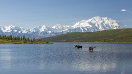 Suguhan Alam Alaska Selain Wisata Salju