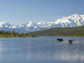 Suguhan Alam Alaska Selain Wisata Salju