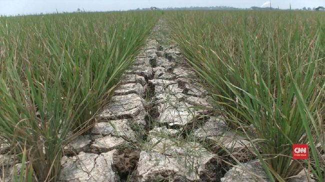 Jaga Fungsi Lahan Sawah, Pemerintah Susun Beleid