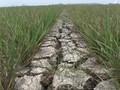 Jaga Fungsi Lahan Sawah, Pemerintah Susun Beleid